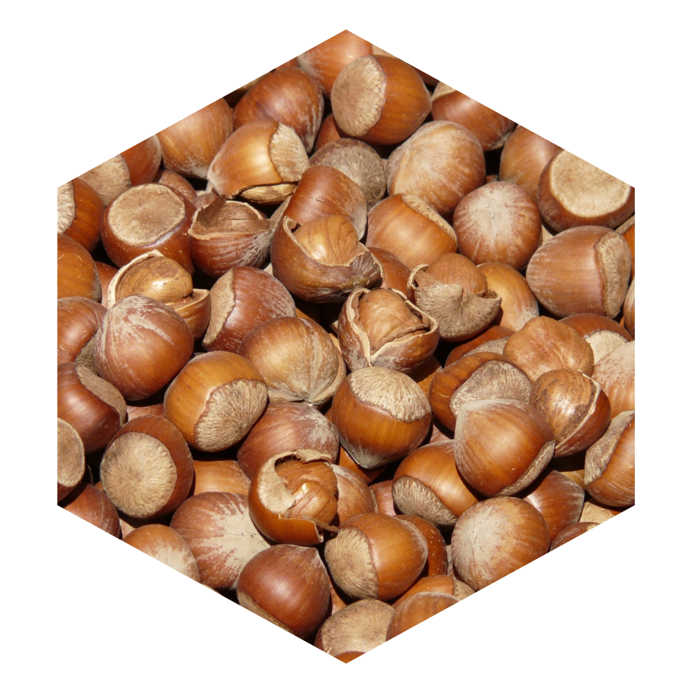 Riešutmedžių auginimas
